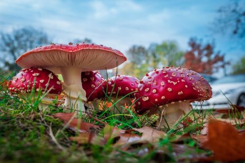 Are Magic Mushrooms Becom…
